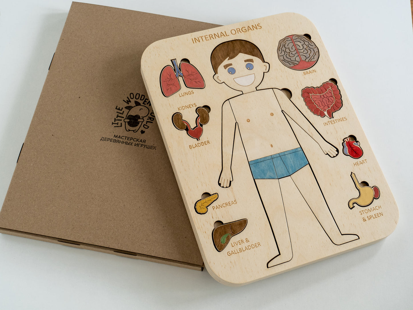 Montessori - Human body puzzle Internal organs (Boy)