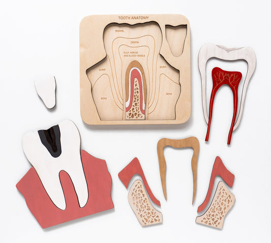 Montessori - Wooden Tooth anatomy puzzle