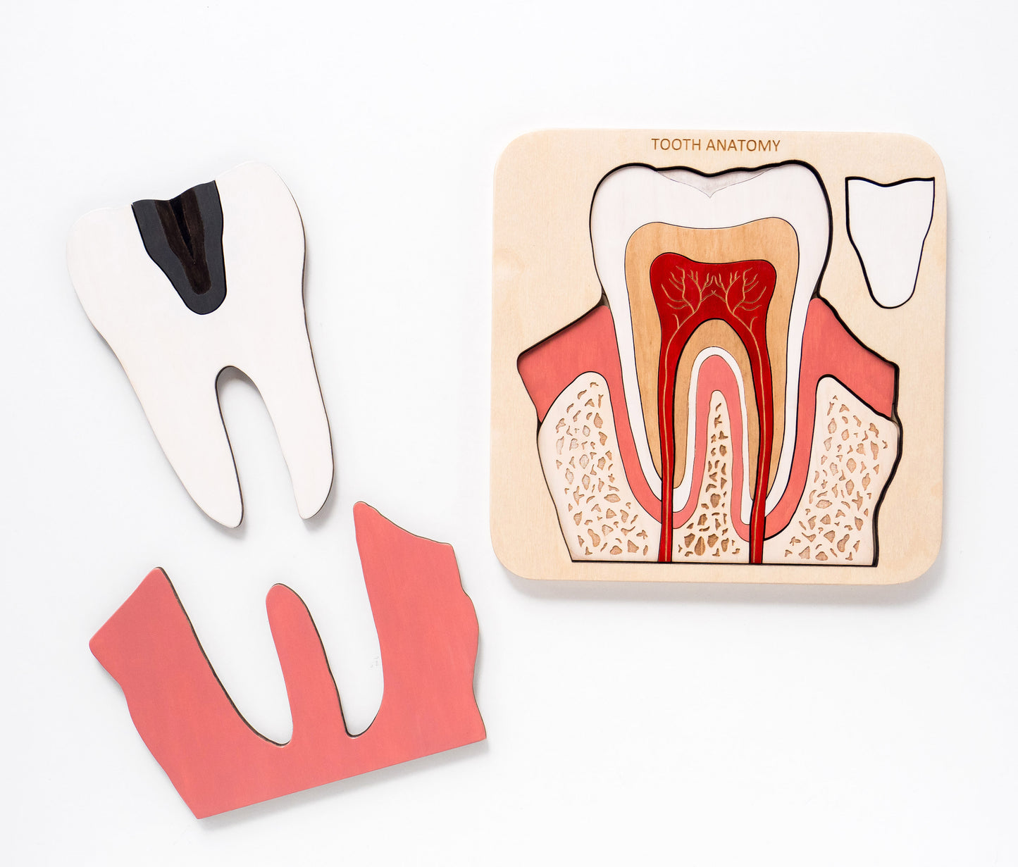 Montessori - Wooden Tooth anatomy puzzle