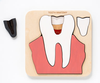 Montessori - Wooden Tooth anatomy puzzle