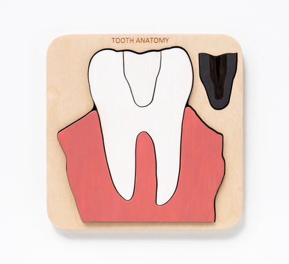 Montessori - Wooden Tooth anatomy puzzle