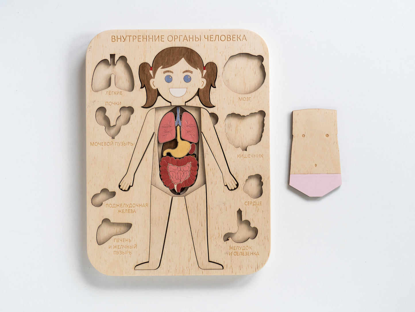 Montessori - Human body Internal organs (Girl)