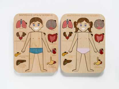 Montessori - Human body Internal organs (Girl)