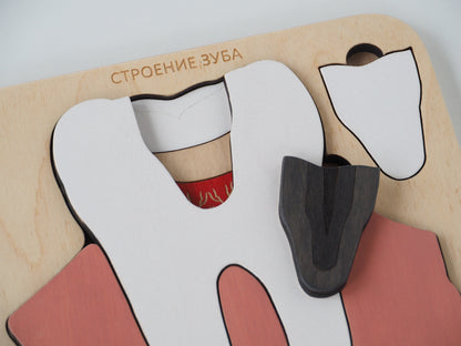 Montessori - Wooden Tooth anatomy puzzle