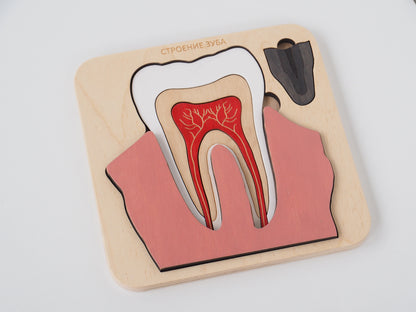 Montessori - Wooden Tooth anatomy puzzle